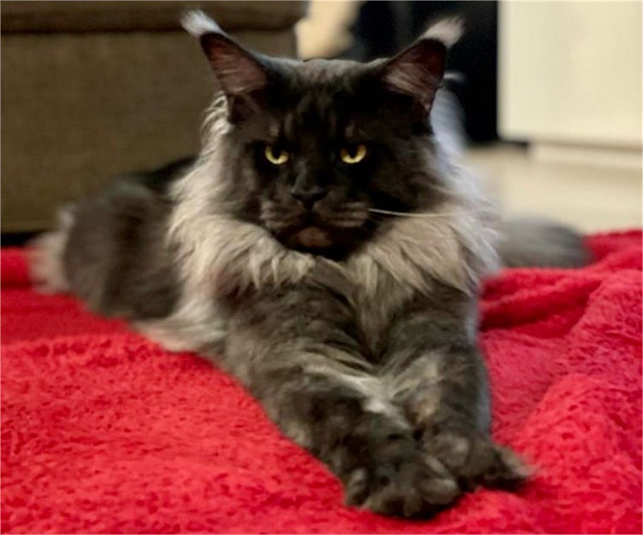 Neutering in Maine Coon Cats: The Process and Aftercare