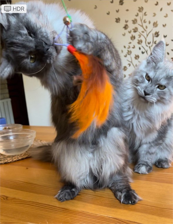 Personality Traits Of Maine Coon Cats