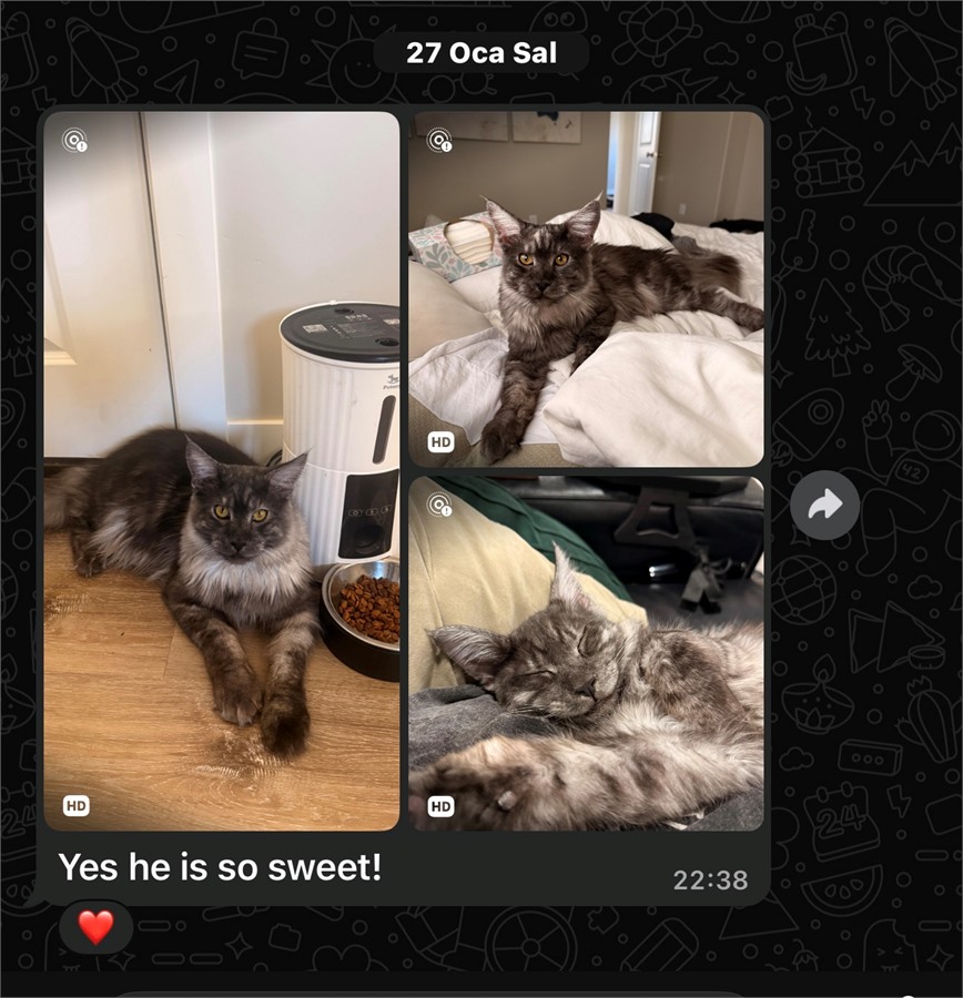 Black Smoke (ns) male Maine Coon graduated kitten