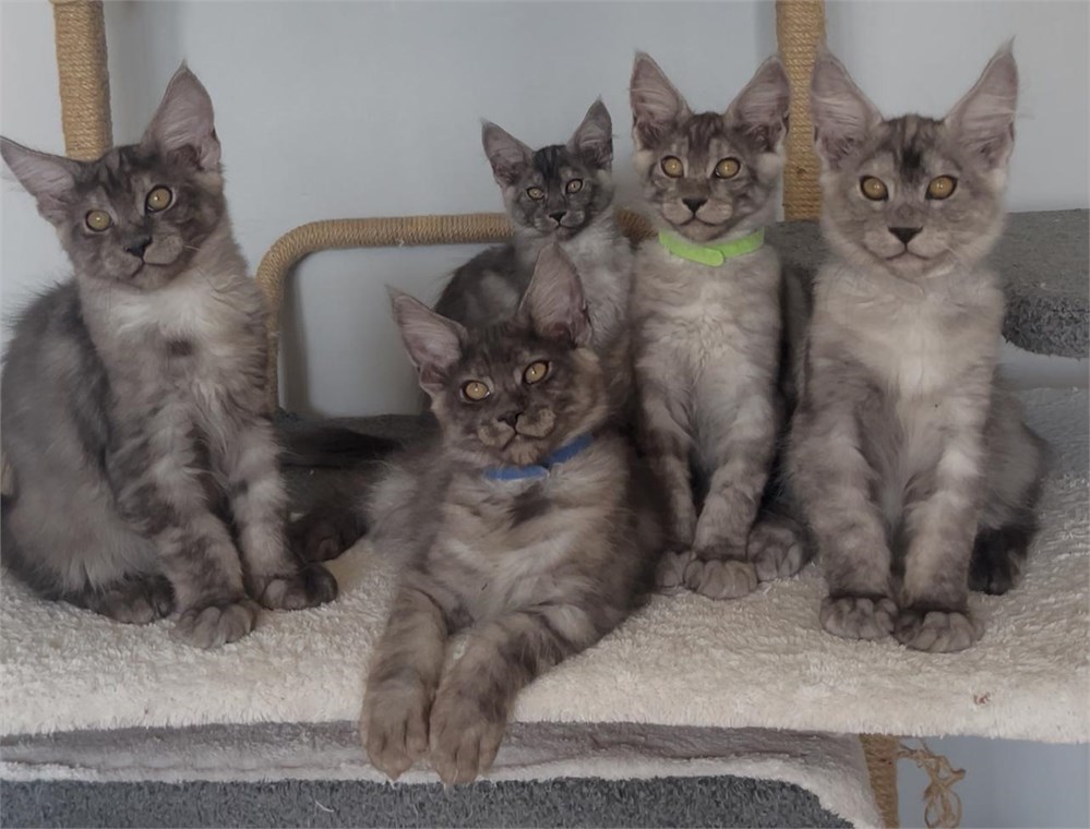 Things You Should Know Before Getting A Maine Coon (2026 Guide)