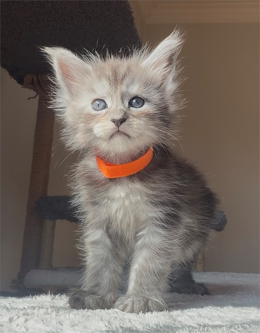 N Litter Orange