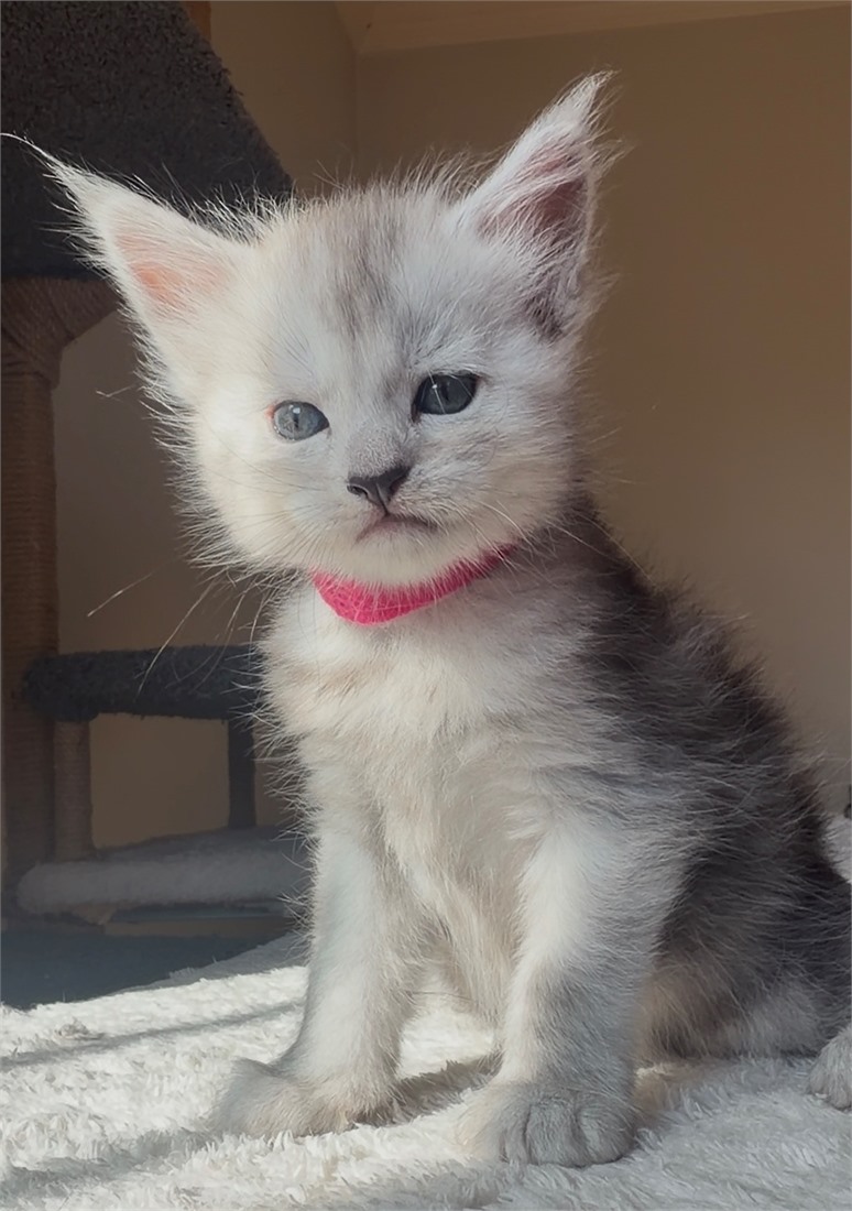N Litter Pink