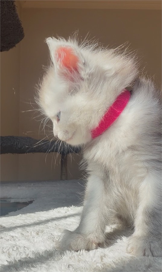 Black Smoke (ns) female Maine Coon kitten