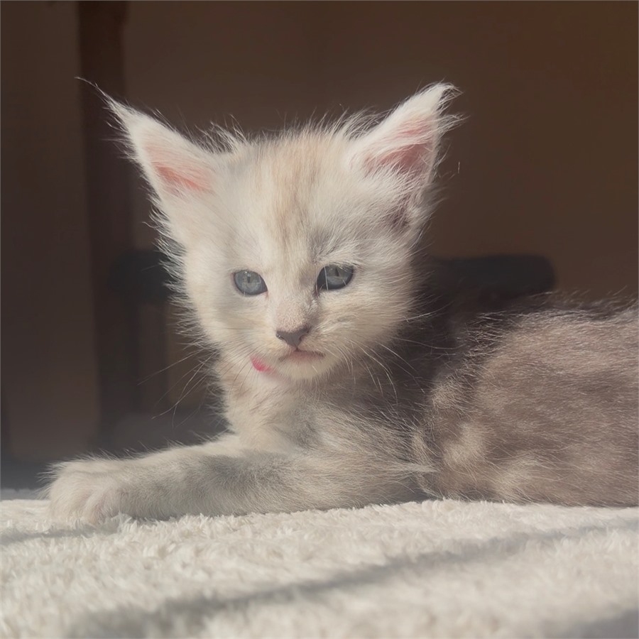 Black Smoke (ns) female Maine Coon kitten