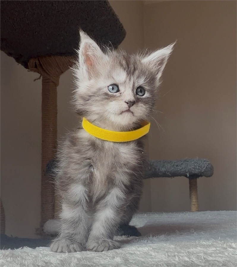 Black Smoke (ns) female Maine Coon kitten