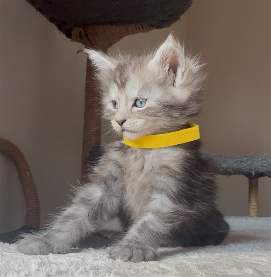 Black Smoke (ns) female Maine Coon kitten