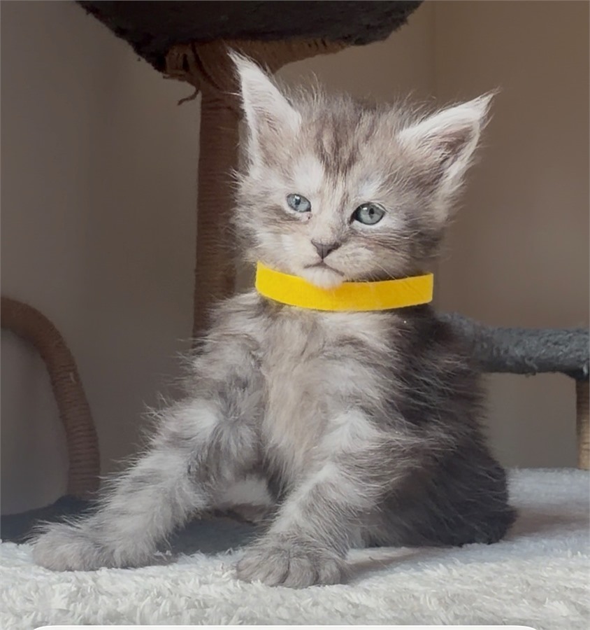 Black Smoke (ns) female Maine Coon kitten
