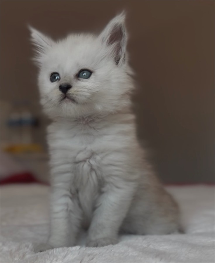 Black Shaded female Maine Coon kitten