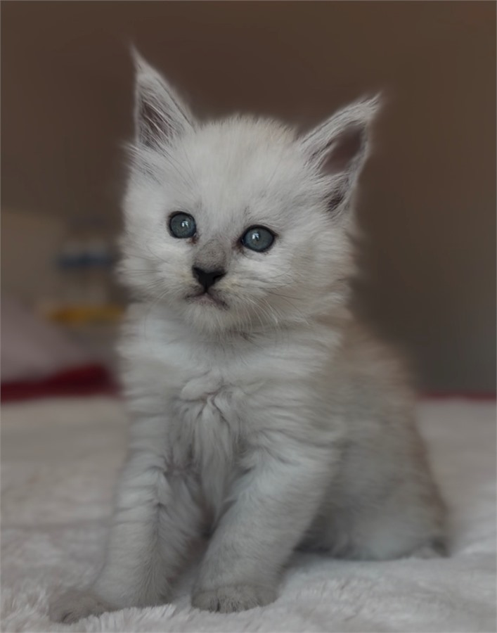 Black Shaded female Maine Coon kitten