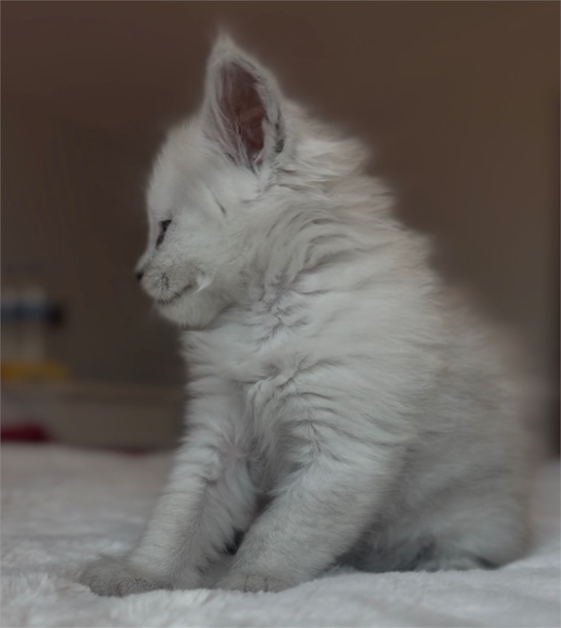 Black Shaded female Maine Coon kitten