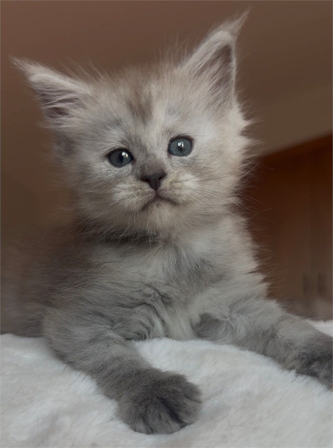 Pale Black Smoke Shaded Line female Maine Coon kitten