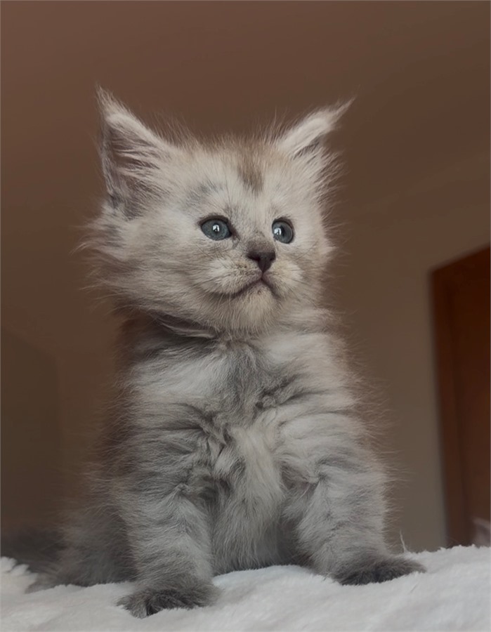 Pale Black Smoke Shaded Line female Maine Coon kitten