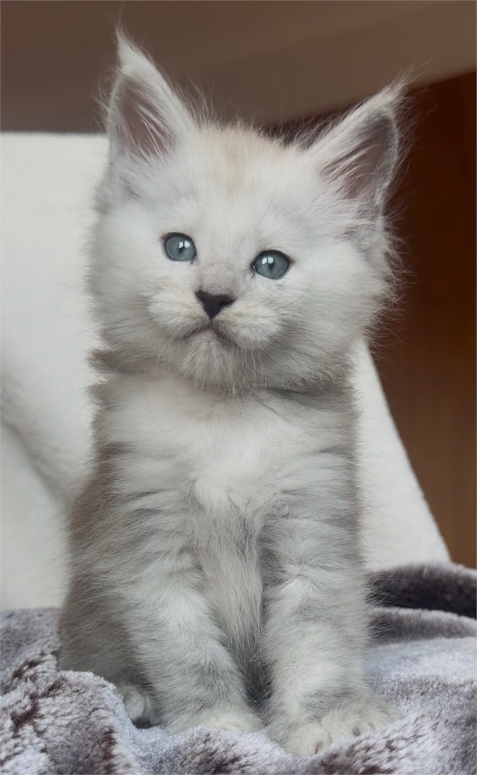 Blue Shaded Maine Coon Boy