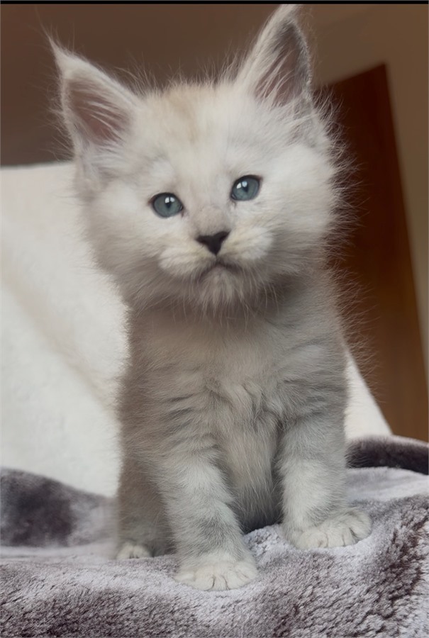 Blue Shaded male Maine Coon kitten