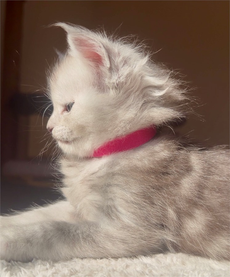 Black Smoke (ns) female Maine Coon kitten