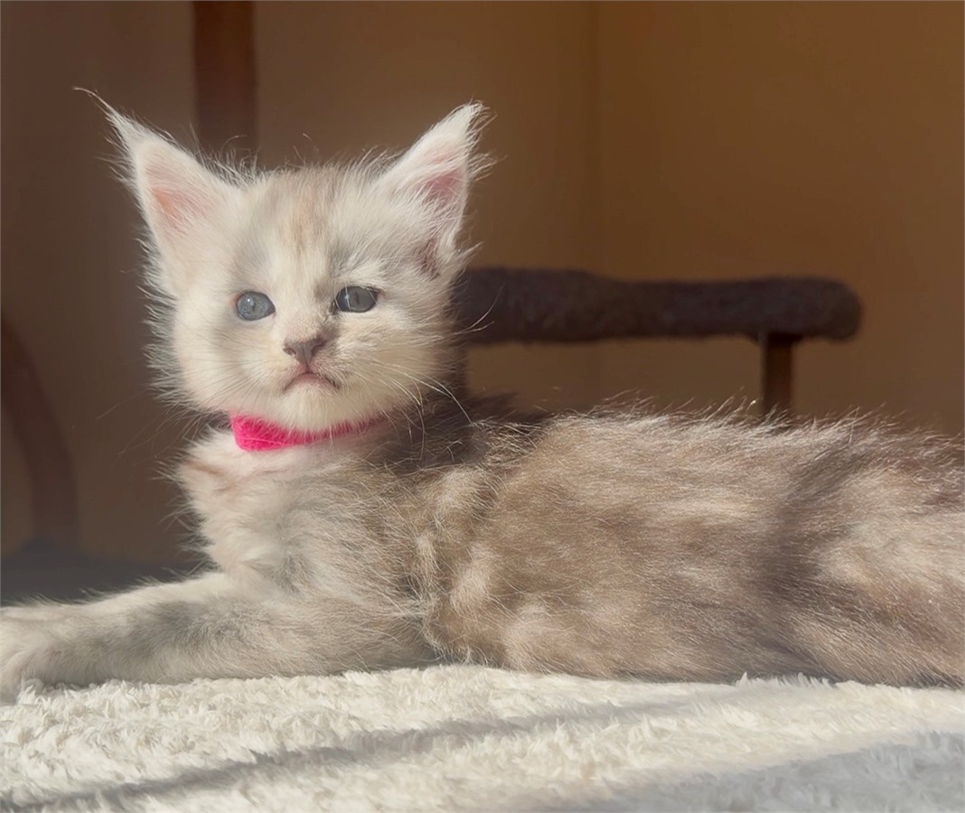 Black Smoke (ns) female Maine Coon kitten