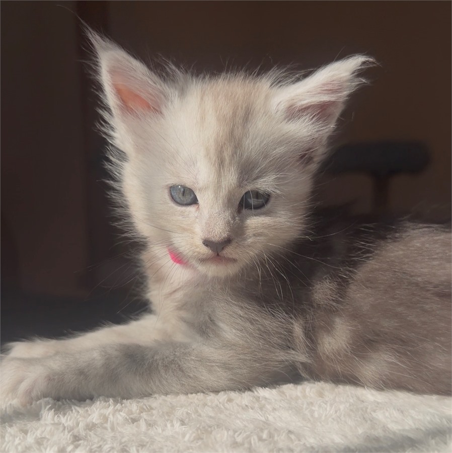 Black Smoke (ns) female Maine Coon kitten