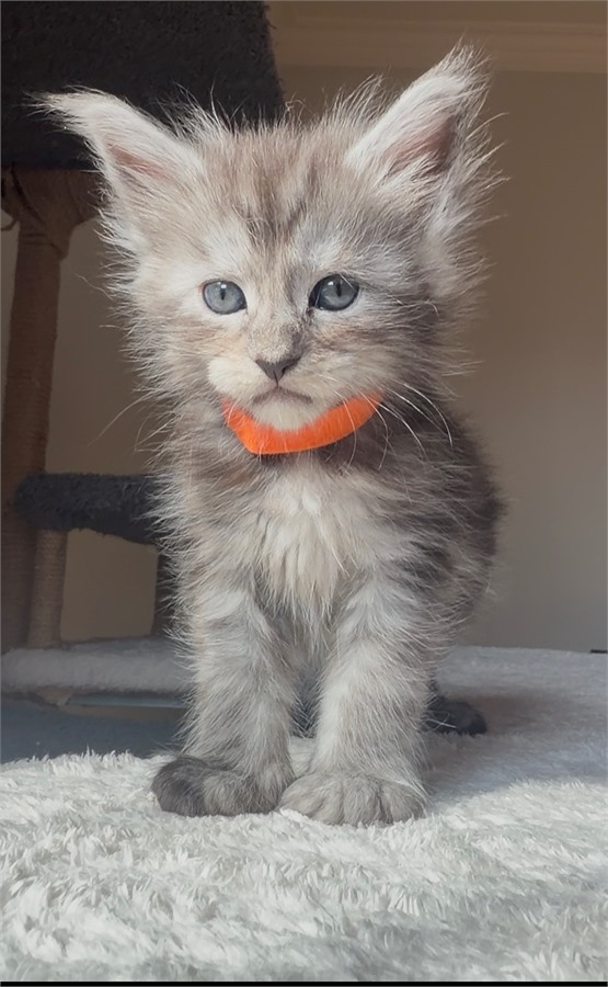 Black Smoke (ns) female Maine Coon kitten