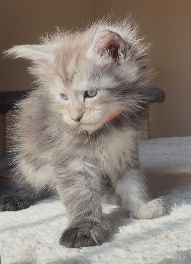 Black Smoke (ns) female Maine Coon kitten