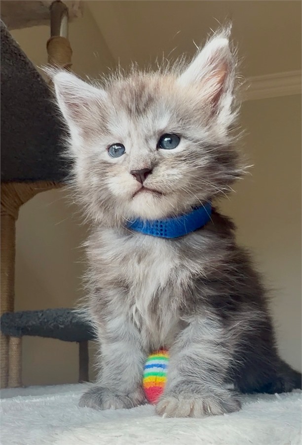 Black Smoke (ns) male Maine Coon kitten
