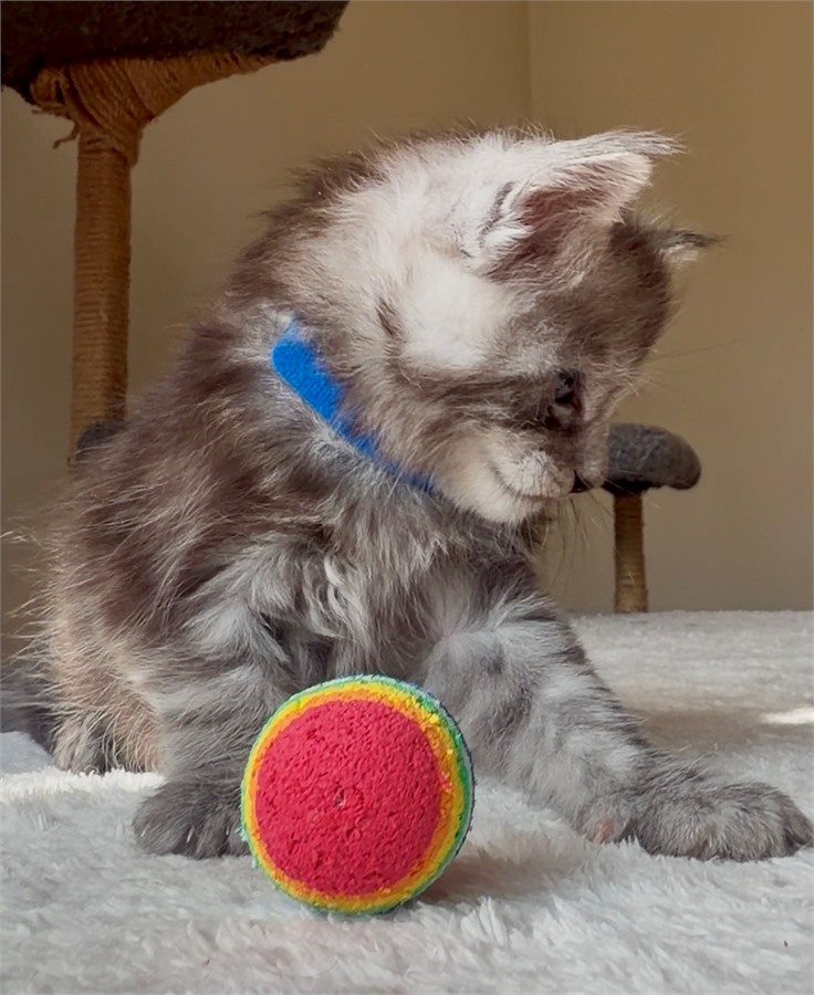 Black Smoke (ns) male Maine Coon kitten