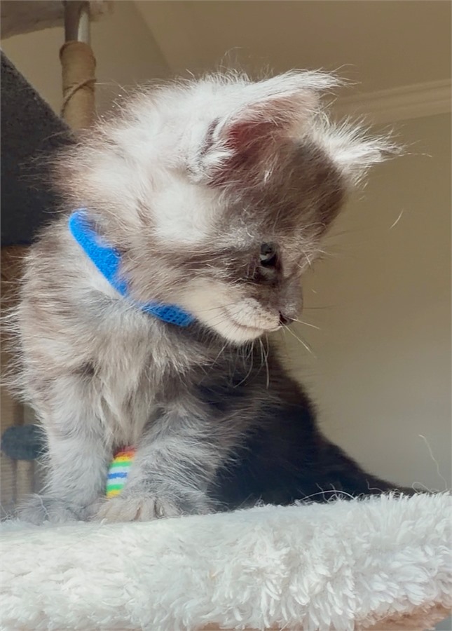 Black Smoke (ns) male Maine Coon kitten
