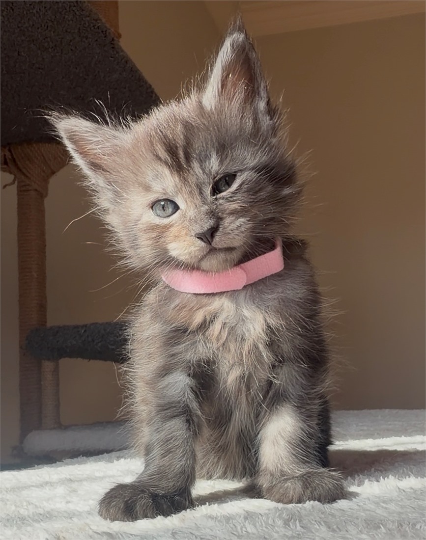 Blacksmoke female Maine Coon kitten