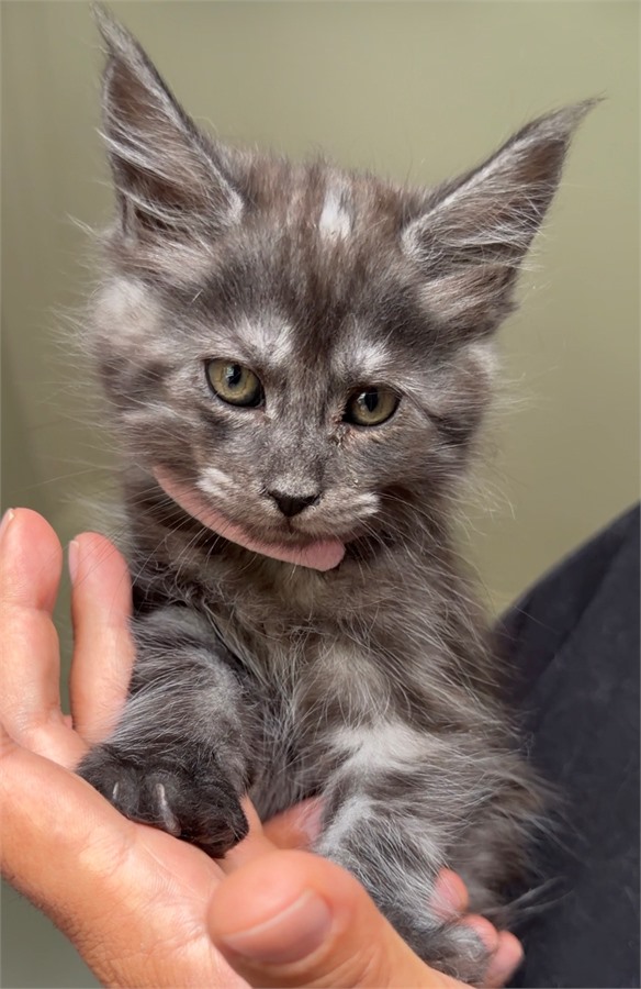Blacksmoke female Maine Coon kitten