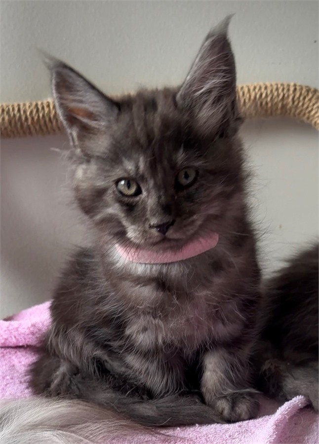 Blacksmoke female Maine Coon kitten