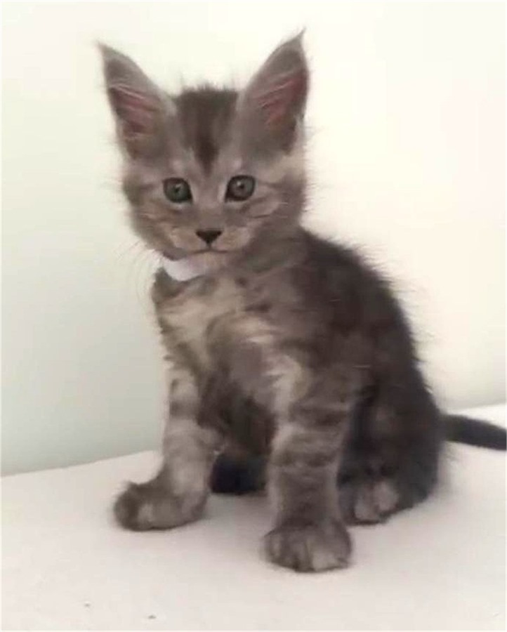 Black Smoke (ns) female Maine Coon kitten