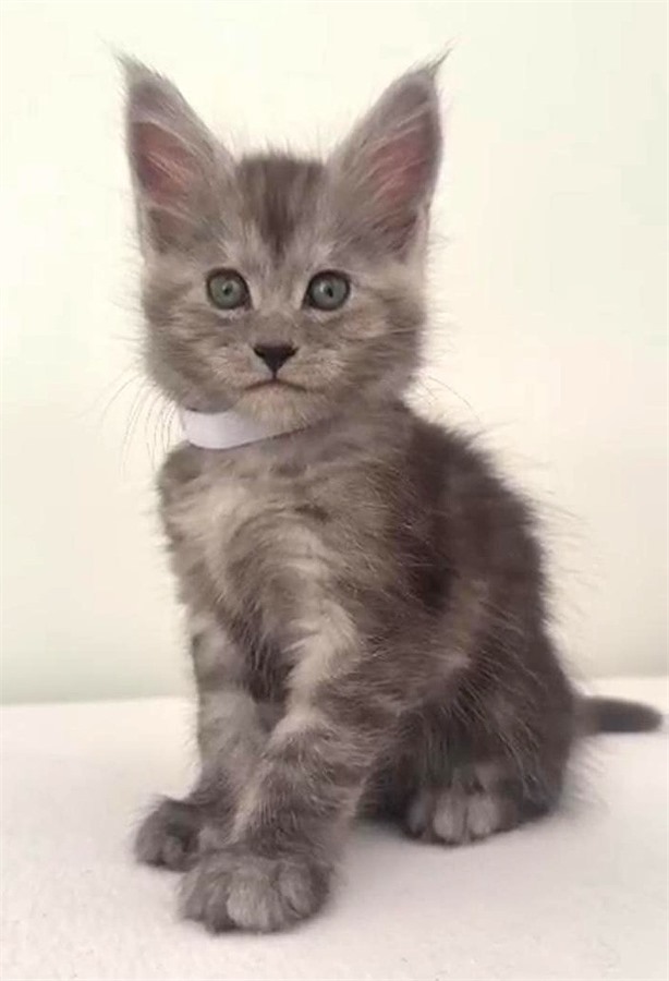 Black Smoke (ns) female Maine Coon kitten