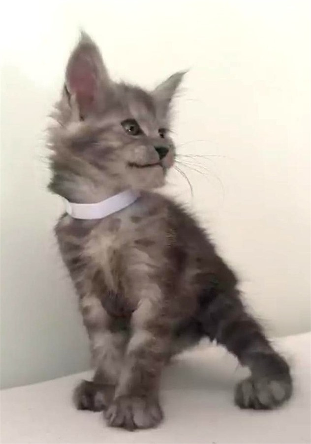 Black Smoke (ns) female Maine Coon kitten