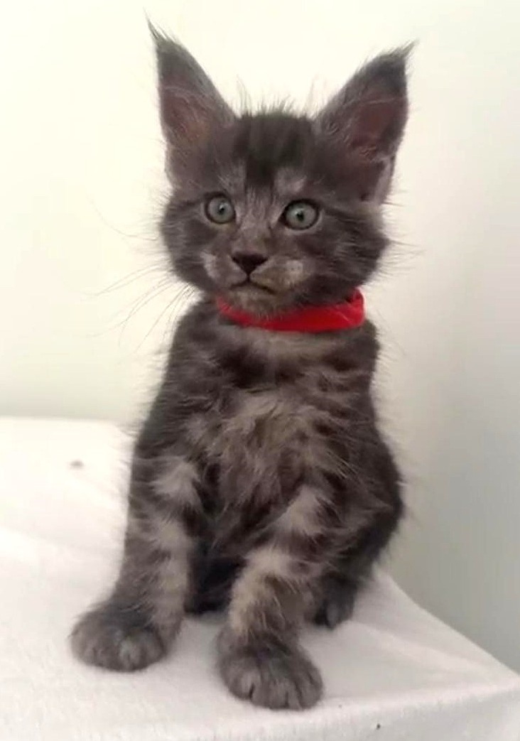 O Litter Kırmızı