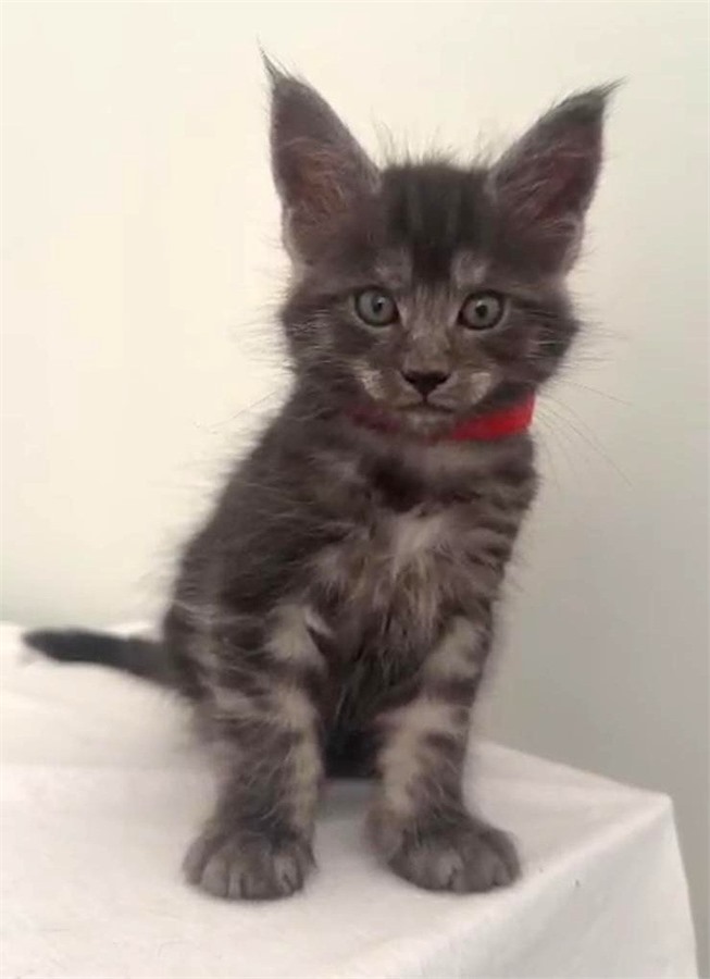 Black Smoke (ns) female Maine Coon kitten