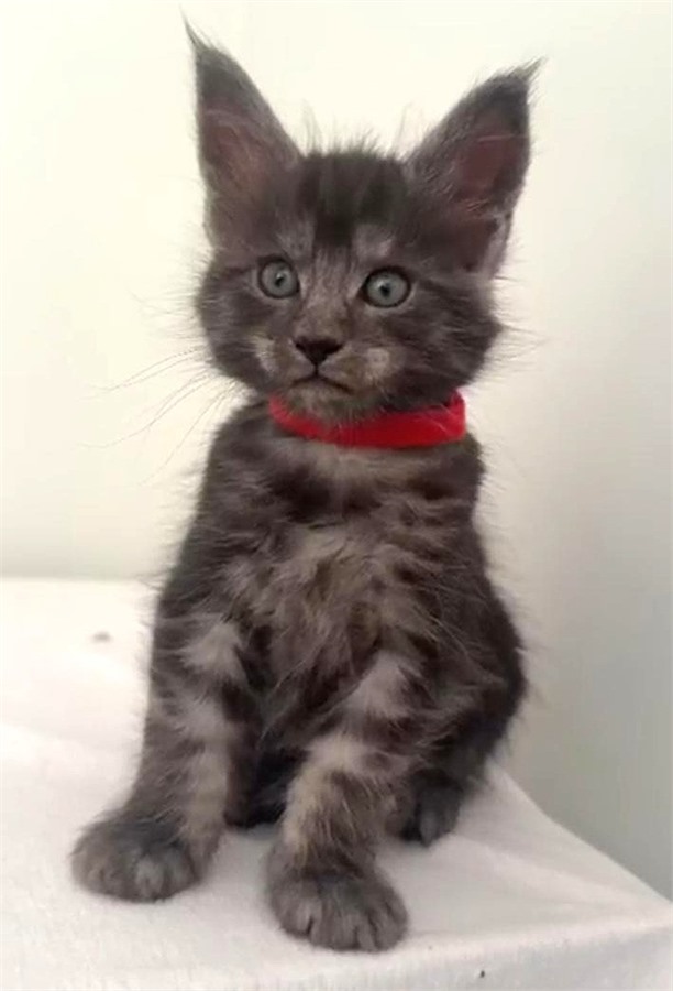 Black Smoke (ns) female Maine Coon kitten