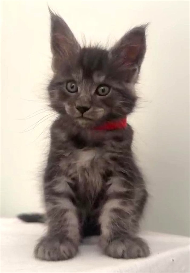 Black Smoke (ns) female Maine Coon kitten