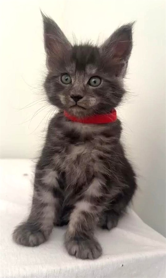 Black Smoke (ns) female Maine Coon kitten