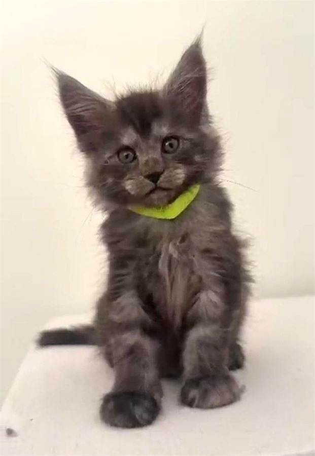 Black Smoke (ns) female Maine Coon kitten