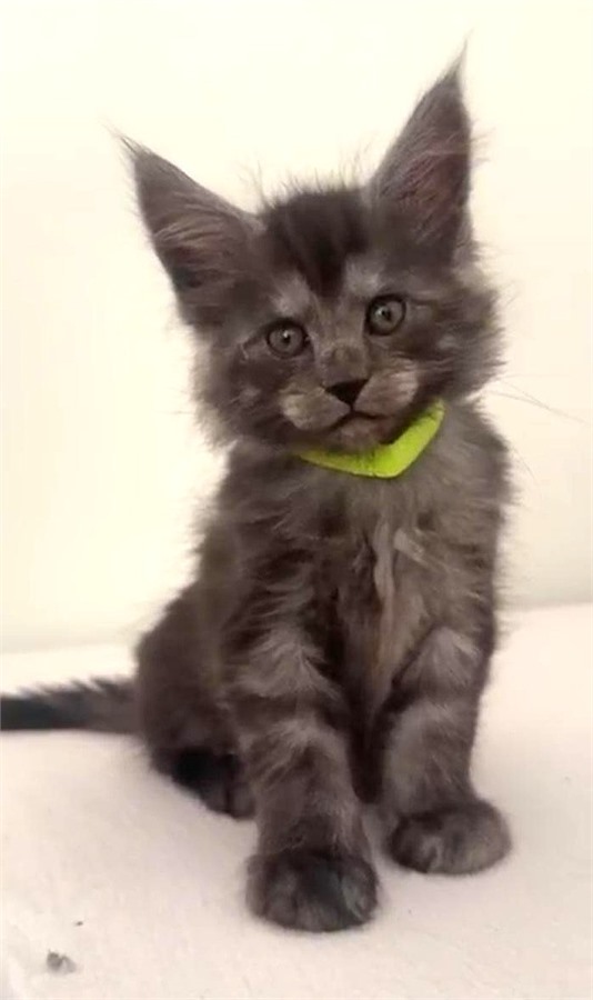 Black Smoke (ns) female Maine Coon kitten