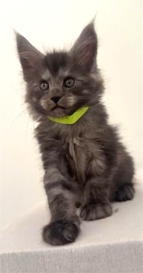 Black Smoke (ns) female Maine Coon kitten