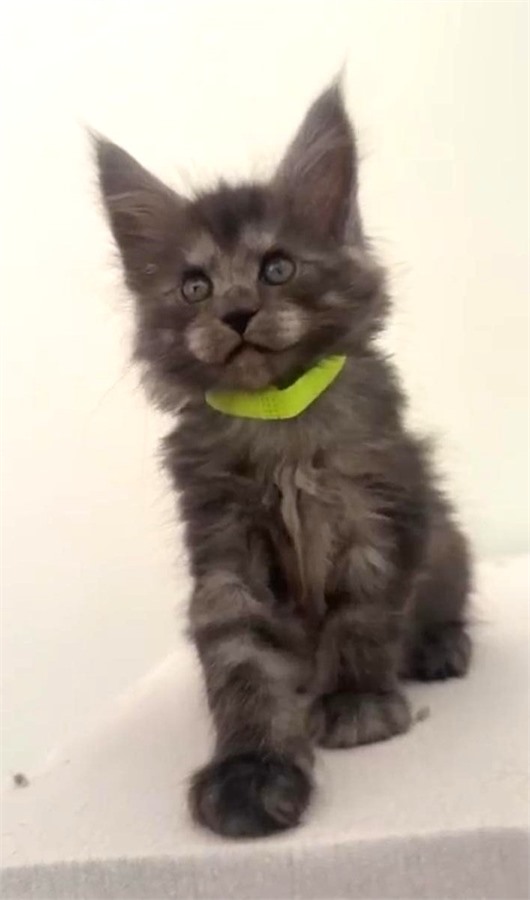 Black Smoke (ns) female Maine Coon kitten
