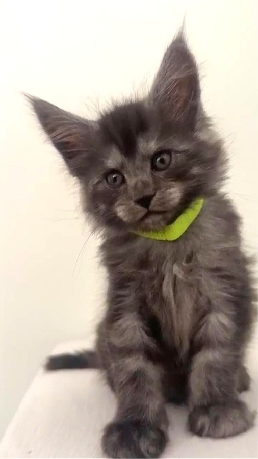 Black Smoke (ns) female Maine Coon kitten