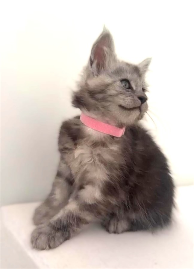 Black Smoke (ns) female Maine Coon kitten