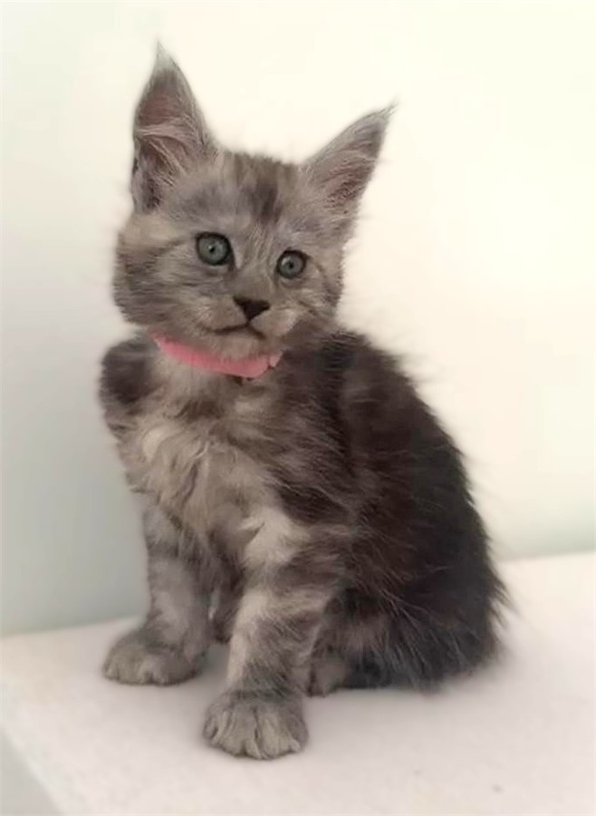 Black Smoke (ns) female Maine Coon kitten