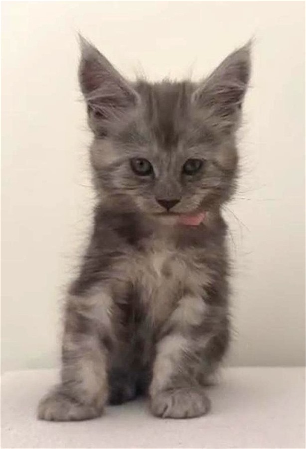 Black Smoke (ns) female Maine Coon kitten