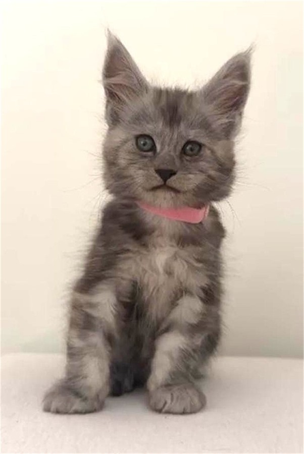 Black Smoke (ns) female Maine Coon kitten