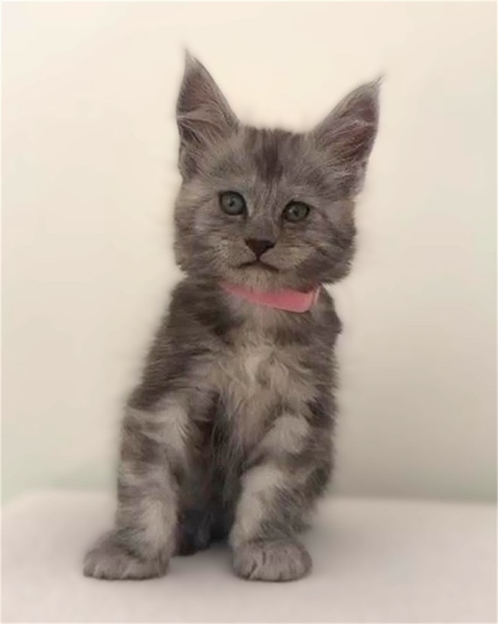 Black Smoke (ns) female Maine Coon kitten