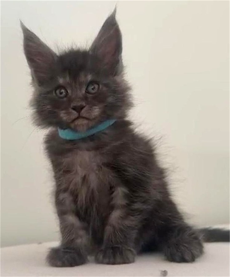 Black Smoke (ns) male Maine Coon kitten