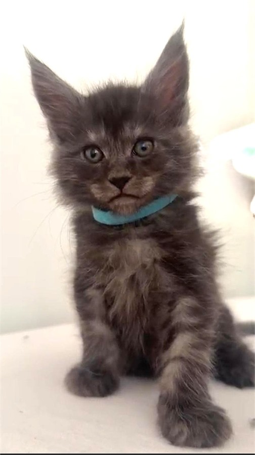 Black Smoke (ns) male Maine Coon kitten