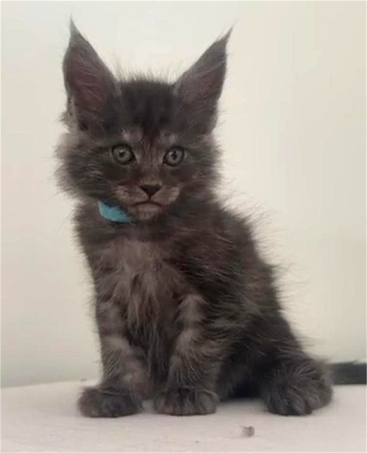 Black Smoke (ns) male Maine Coon kitten